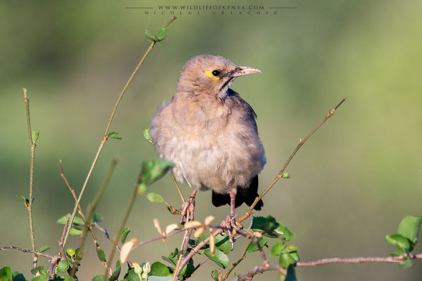 Buffalo Springs National Reserve