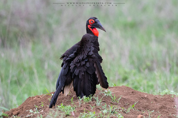 Tsavo West National Park