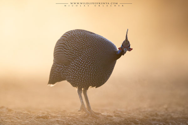 Shompole Conservancy