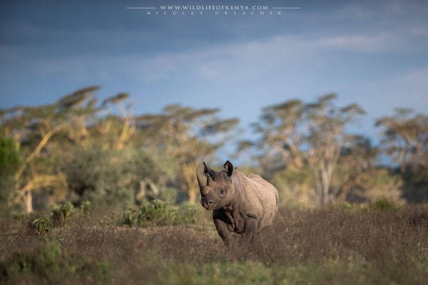 Nakuru National Park