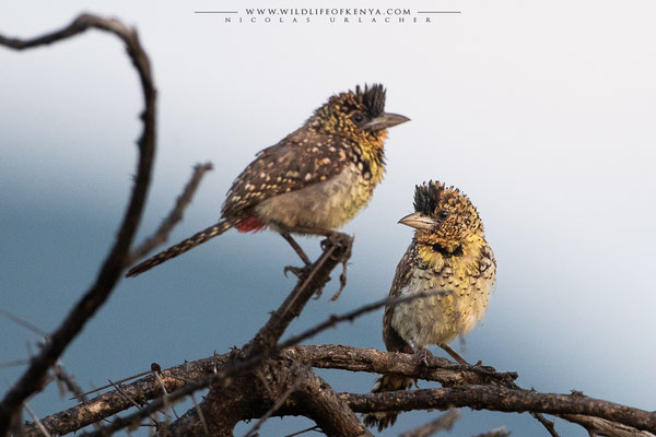 Samburu National Reserve