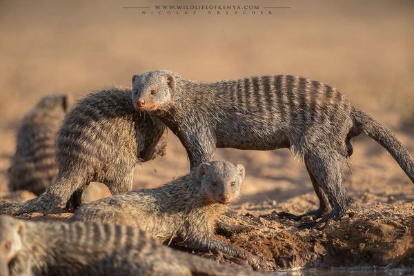 Shompole Conservancy