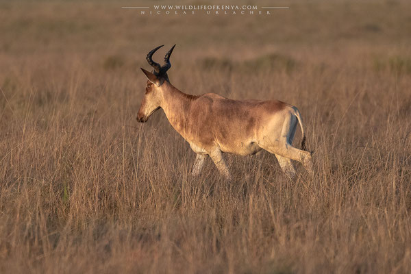 Mara Triangle