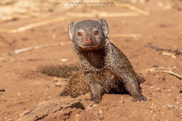Samburu National Reserve