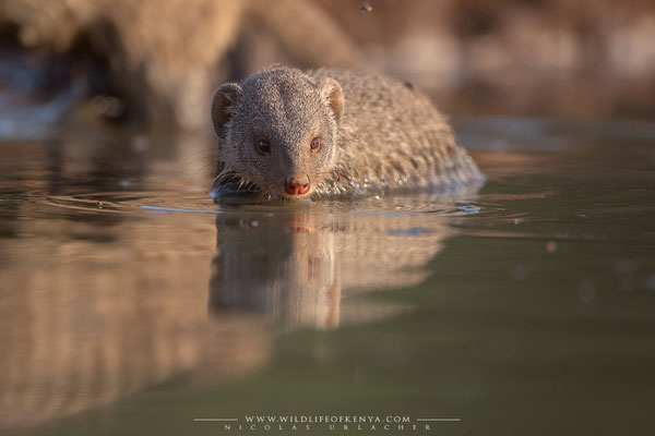 Shompole Conservancy