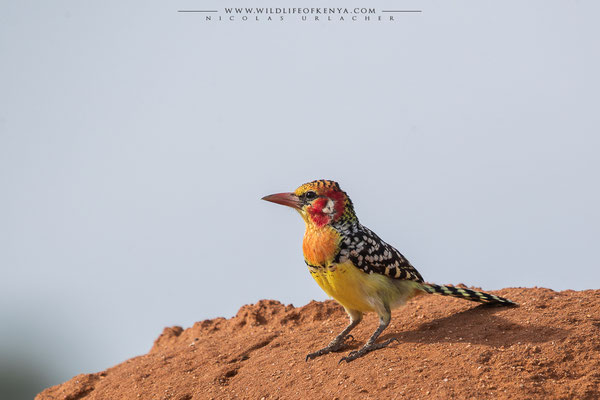 Samburu National Reserve