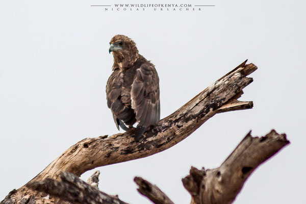 Samburu National Reserve