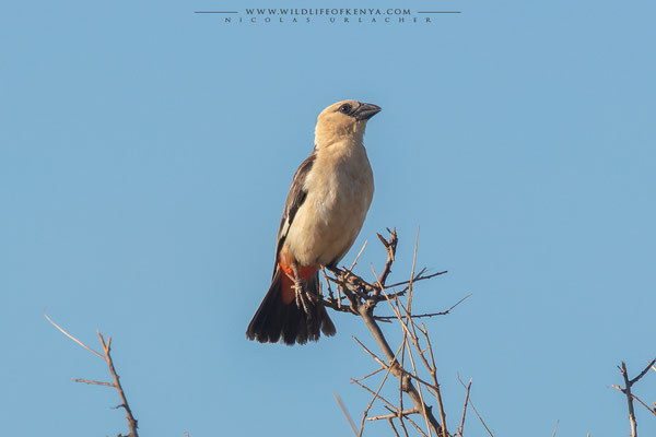 Samburu National Reserve