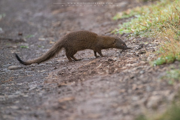 Aberdare National Park
