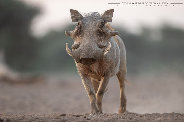 Shompole Conservancy