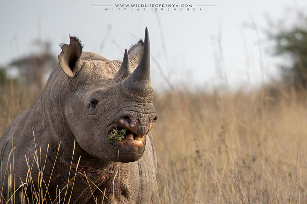 Nairobi National Park