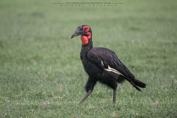 Masai Mara National Reserve
