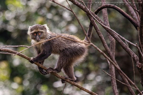 Karura Forest, Nairobi