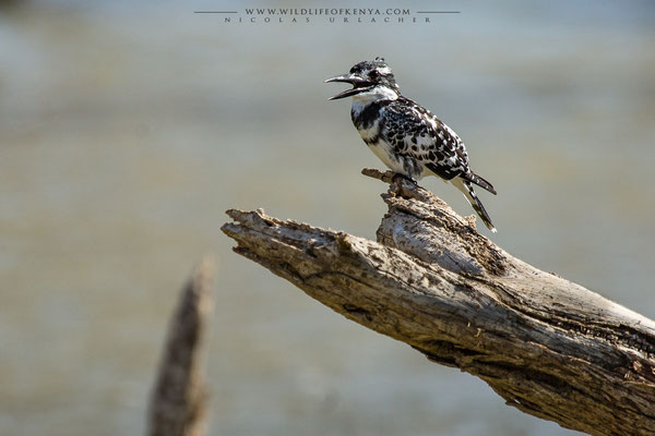 Lake Baringo