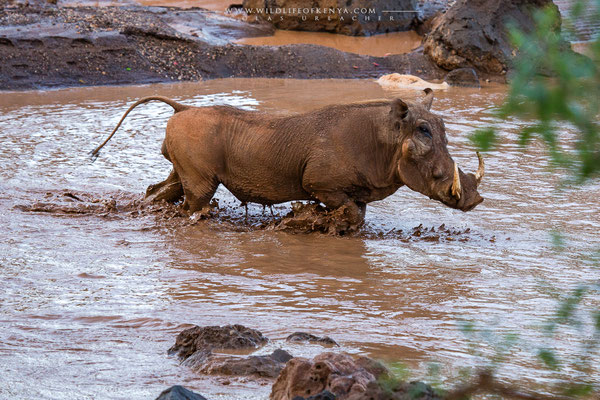 Tsavo West National Park