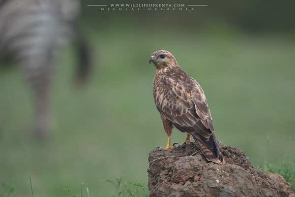 Nakuru National Park