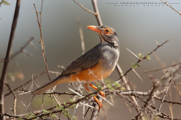 Samburu National Reserve