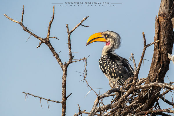 Samburu National Reserve
