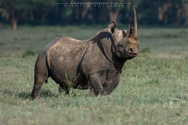 Nakuru National Park