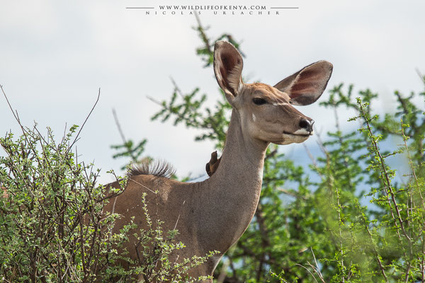 Samburu National Reserve