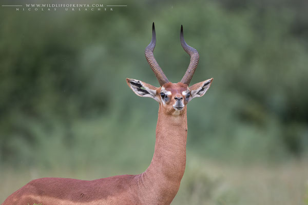 Samburu National Reserve