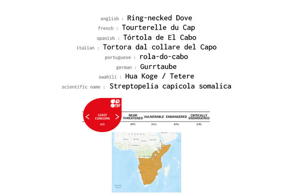 Names, conservation status and distribution of Ring-necked Dove