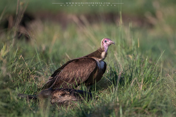 Mara Triangle