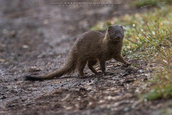Aberdare National Park