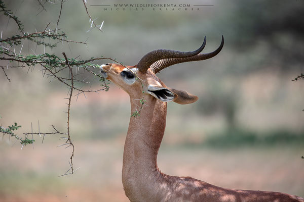 Samburu National Reserve