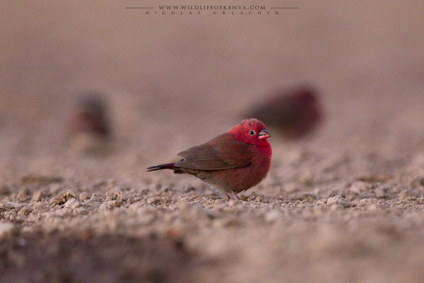 Shompole Conservancy