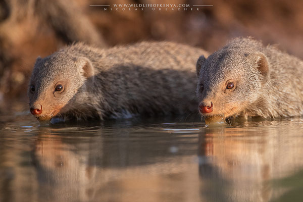 Shompole Conservancy
