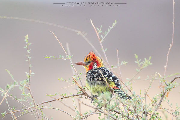 Buffalo Springs National Reserve