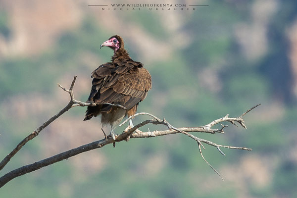 Shaba National Reserve