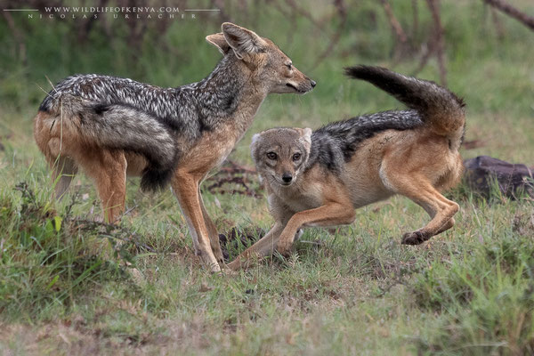 Ol Kinyei Conservancy