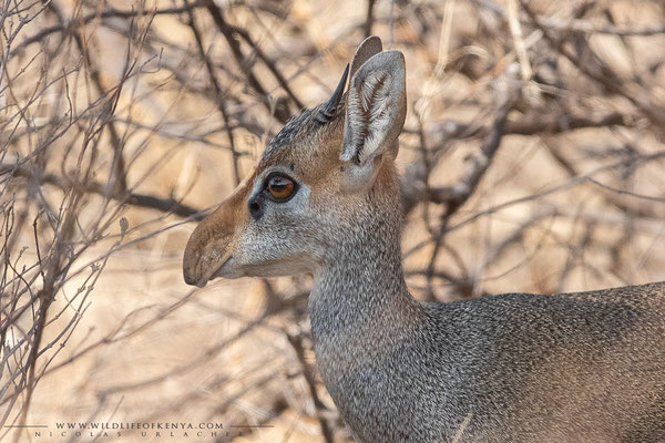 Buffalo Springs National Reserve