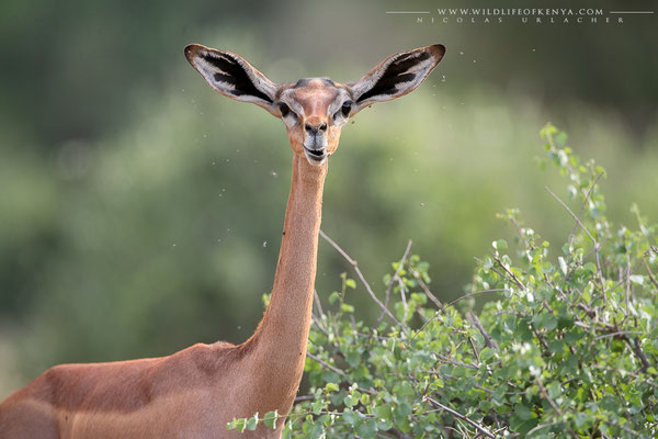 Samburu National Reserve