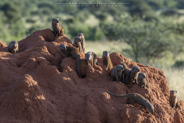 Samburu National Reserve
