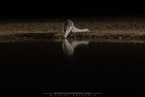 Shompole Conservancy
