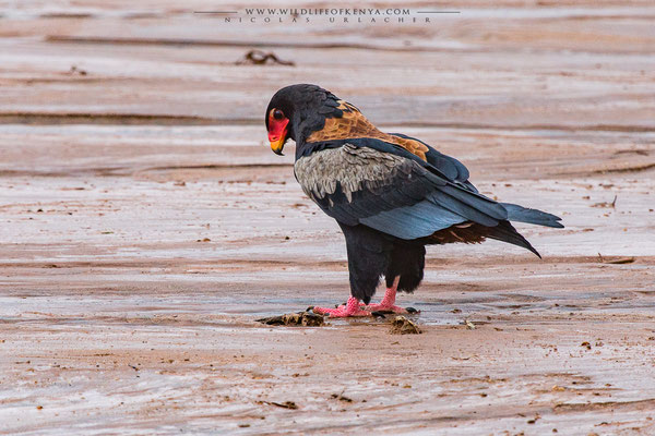 Samburu National Reserve