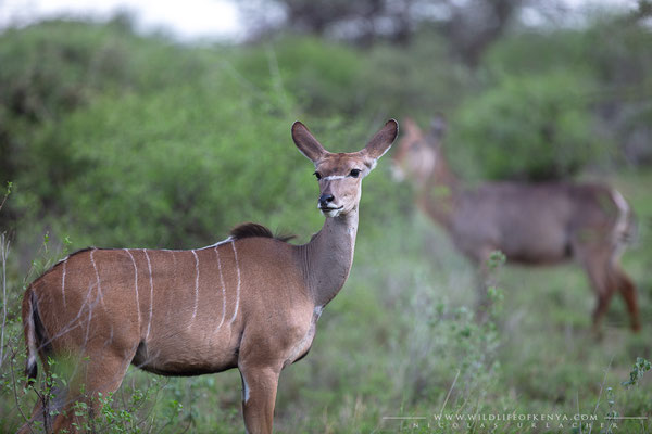 Buffalo Springs National Reserve