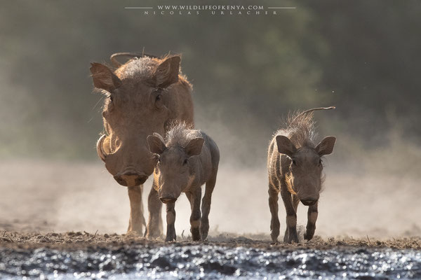 Shompole Conservancy