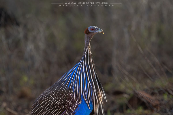 Samburu National Reserve