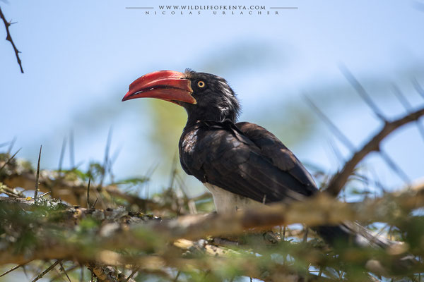 Ol Pejeta Conservancy