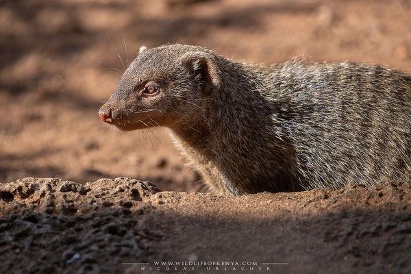 Tsavo National Park