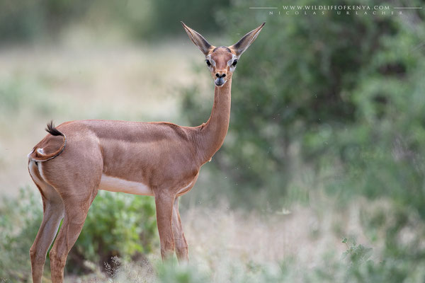 Samburu National Reserve