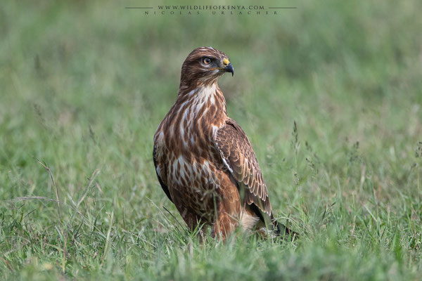 Nakuru National Park