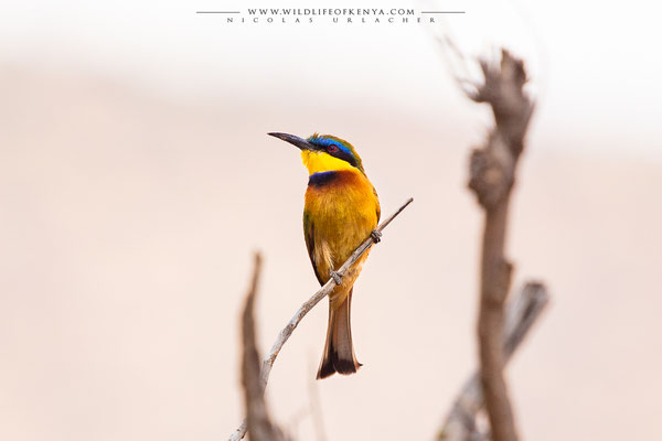 Samburu National Reserve