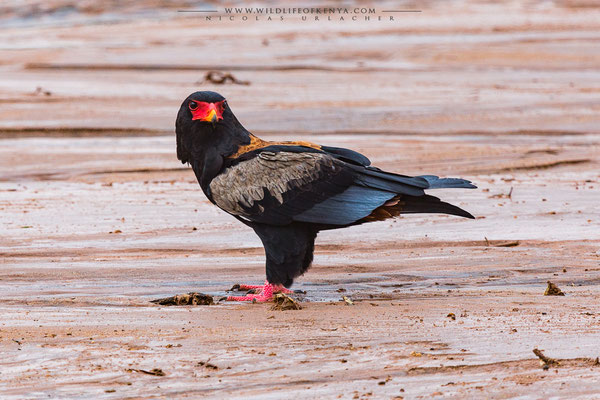Samburu National Reserve