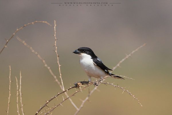 Samburu National Reserve