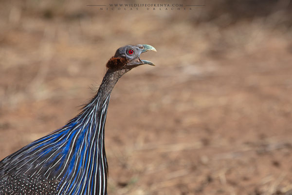 Samburu National Reserve